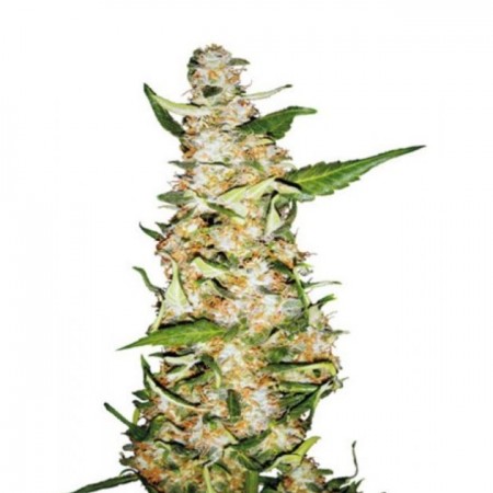 Auto Skunk #1 Feminised