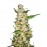Auto Skunk #1 Fem