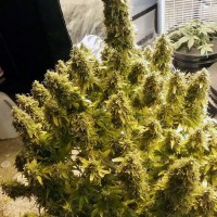 Auto Speed Fem