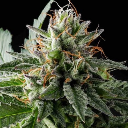 Auto Thin Mint Cookies Feminised