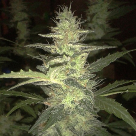 БОЛЬШАЯ ПАЧКА Auto Gagarin Feminised