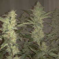 Семена сортов конопли для секса | PsyLab Seeds 🌿