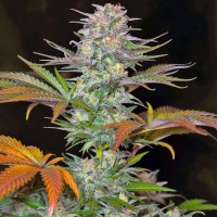 Jack 47 Fast Version Fem