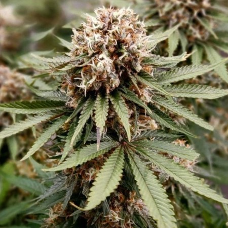 Power Plant Feminised