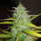 Auto White Widow Elite Fem