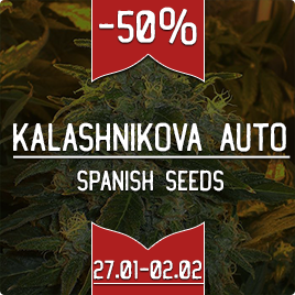 Сорт тижня: Auto Kalashnikova Feminised зі знижкою -50%