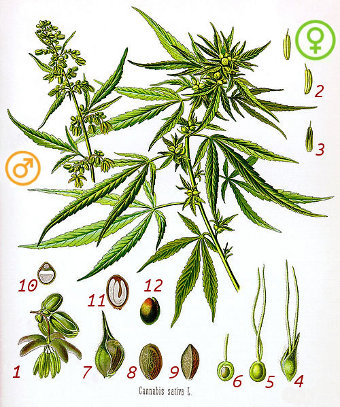 Цветения марихуаны сухая молотая конопля