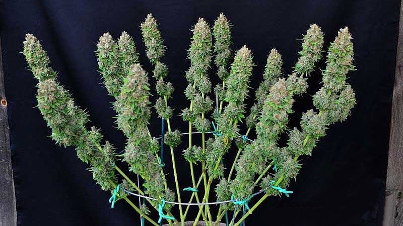Семена автоцветущих сортов конопли фото марихуана приколы