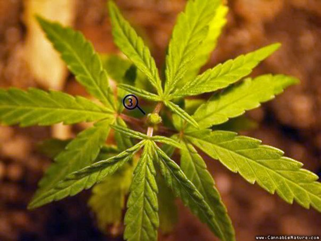 обрезка листьев у марихуаны