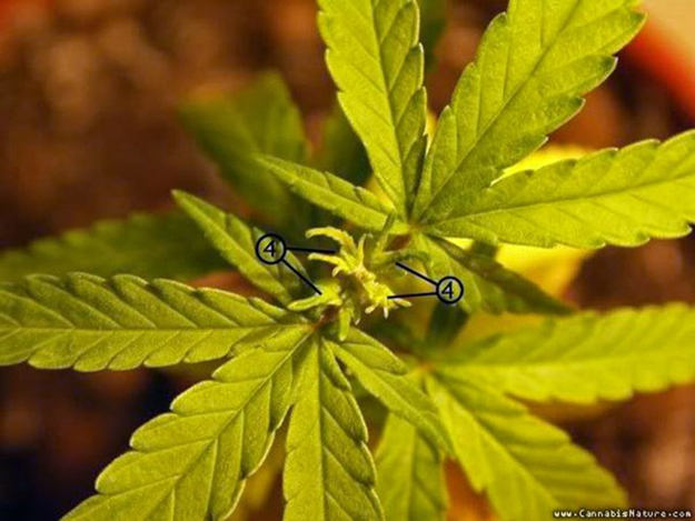Правильное обрезание конопли вашингтон выращивал в своем саду марихуану