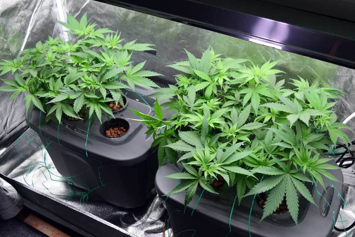 Выращивание гидропоника марихуана конопля валит
