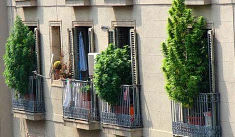 Выращивание конопли на окне как коноплю сделать наркотическую