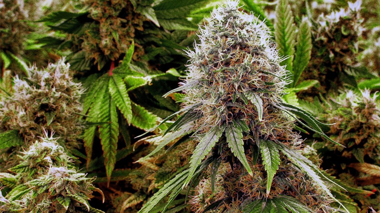 Марихуана пустоцвет где официально курят марихуану