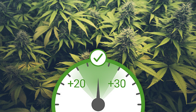 температура рост марихуана