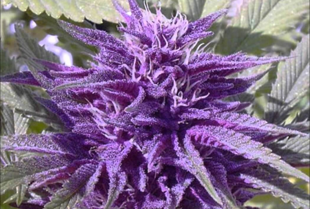 Фиолетовый оттенок конопли можно ли курить марихуану при простатите